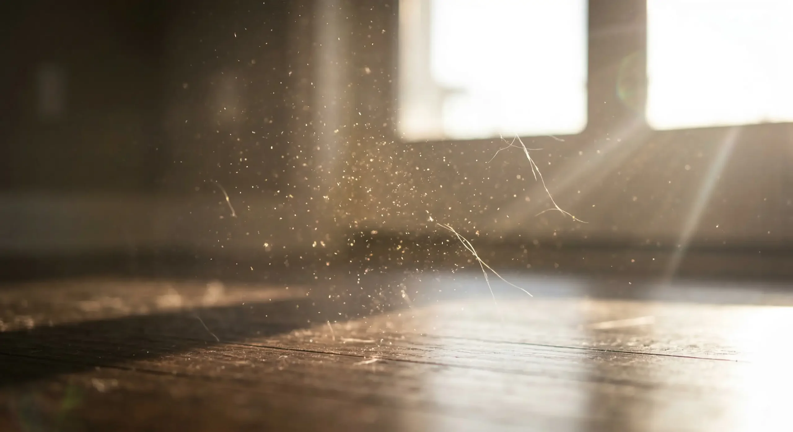 Dust and loose pet hair visible over a hardwood floor